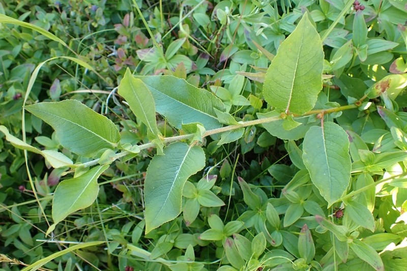 Salix hastata subsp. vegeta photo 5
