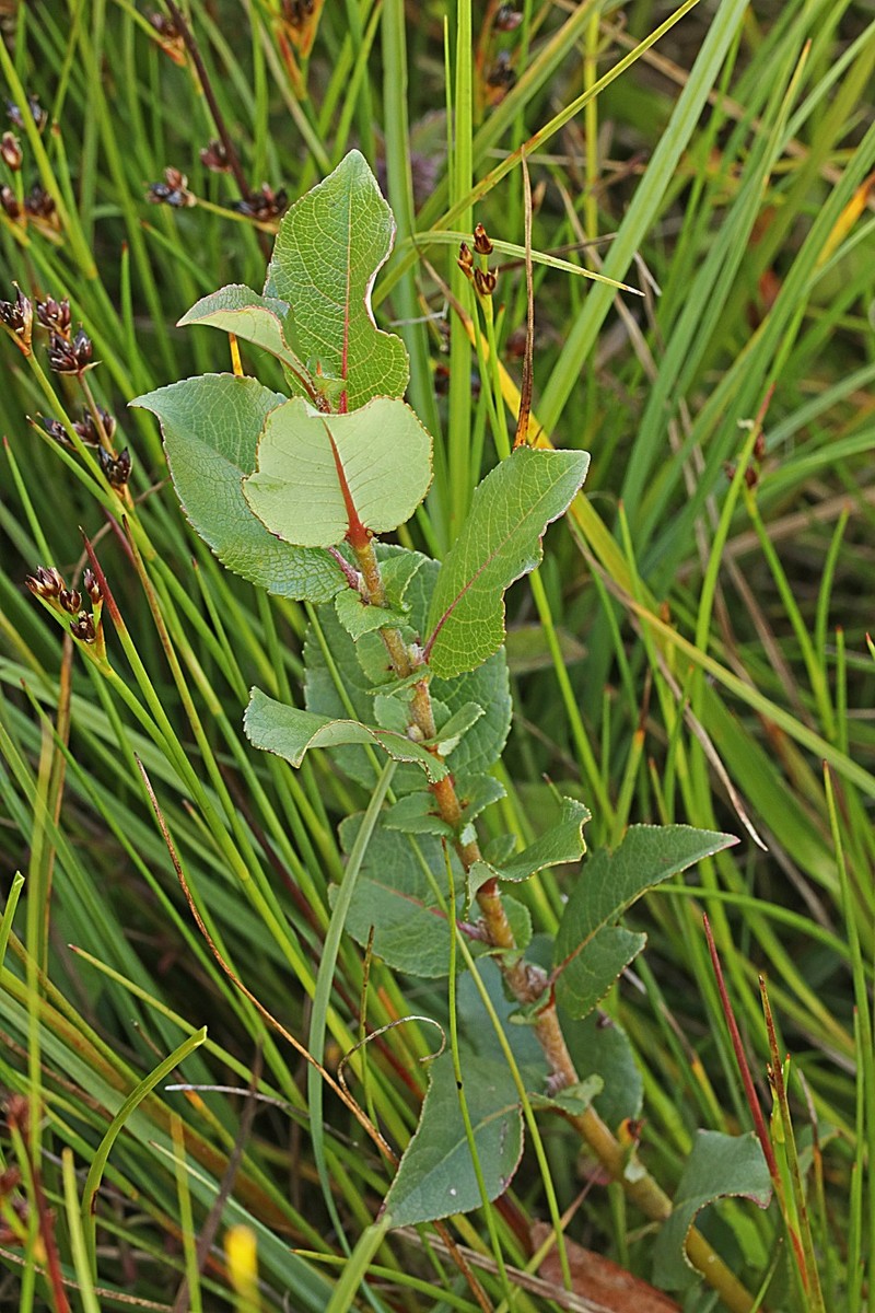 Salix hastata subsp. vegeta photo 6
