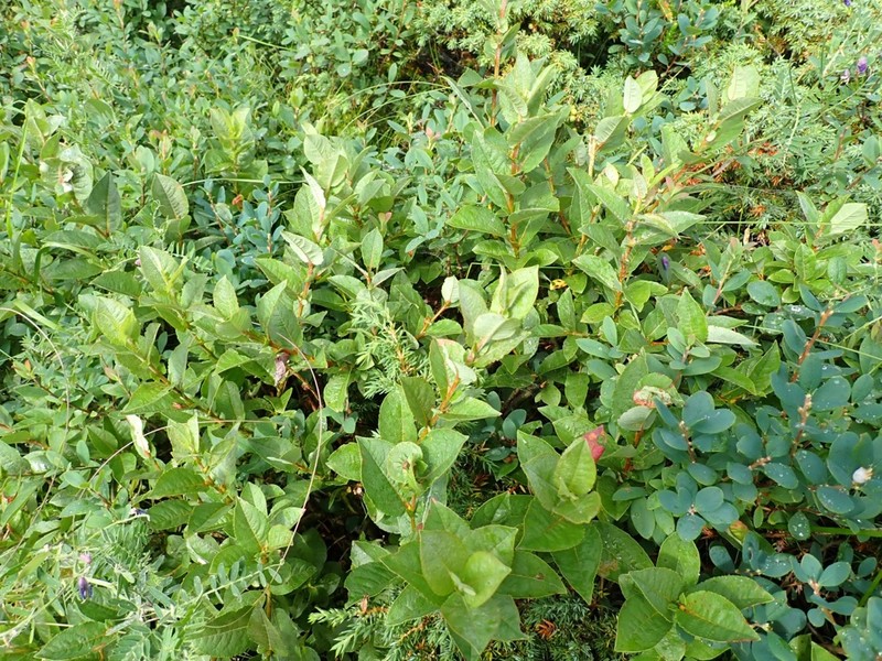 Salix hastata subsp. vegeta photo 7