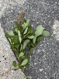 Salix hegetschweileri