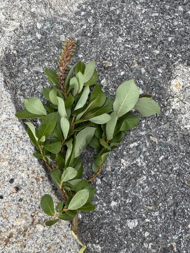 Salix hegetschweileri