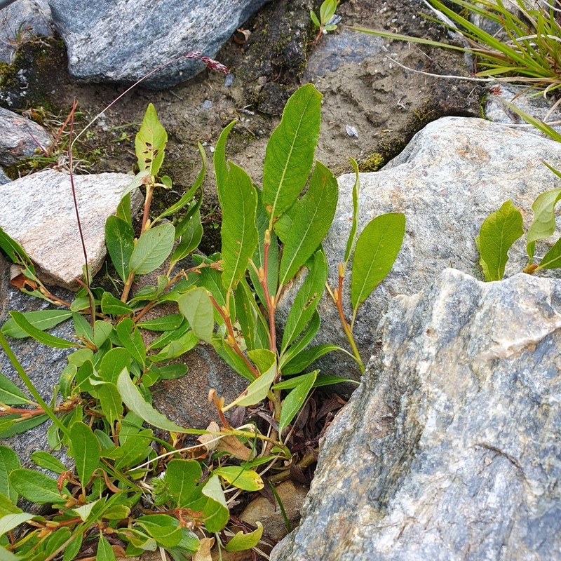 Salix hegetschweileri photo 3