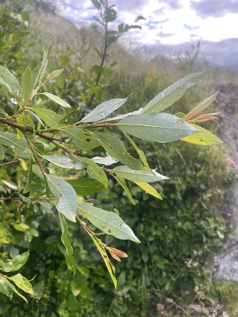 Salix hegetschweileri photo 4