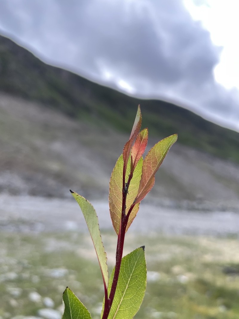 Salix hegetschweileri photo 5