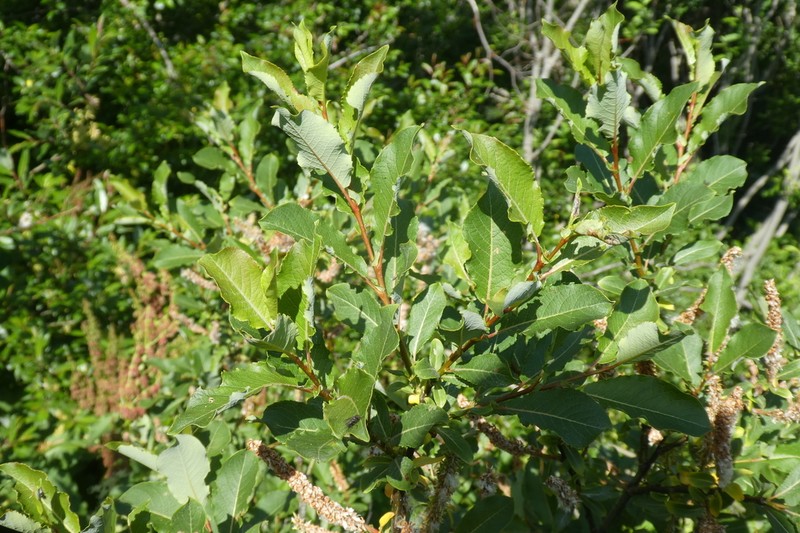 Salix hegetschweileri photo 6