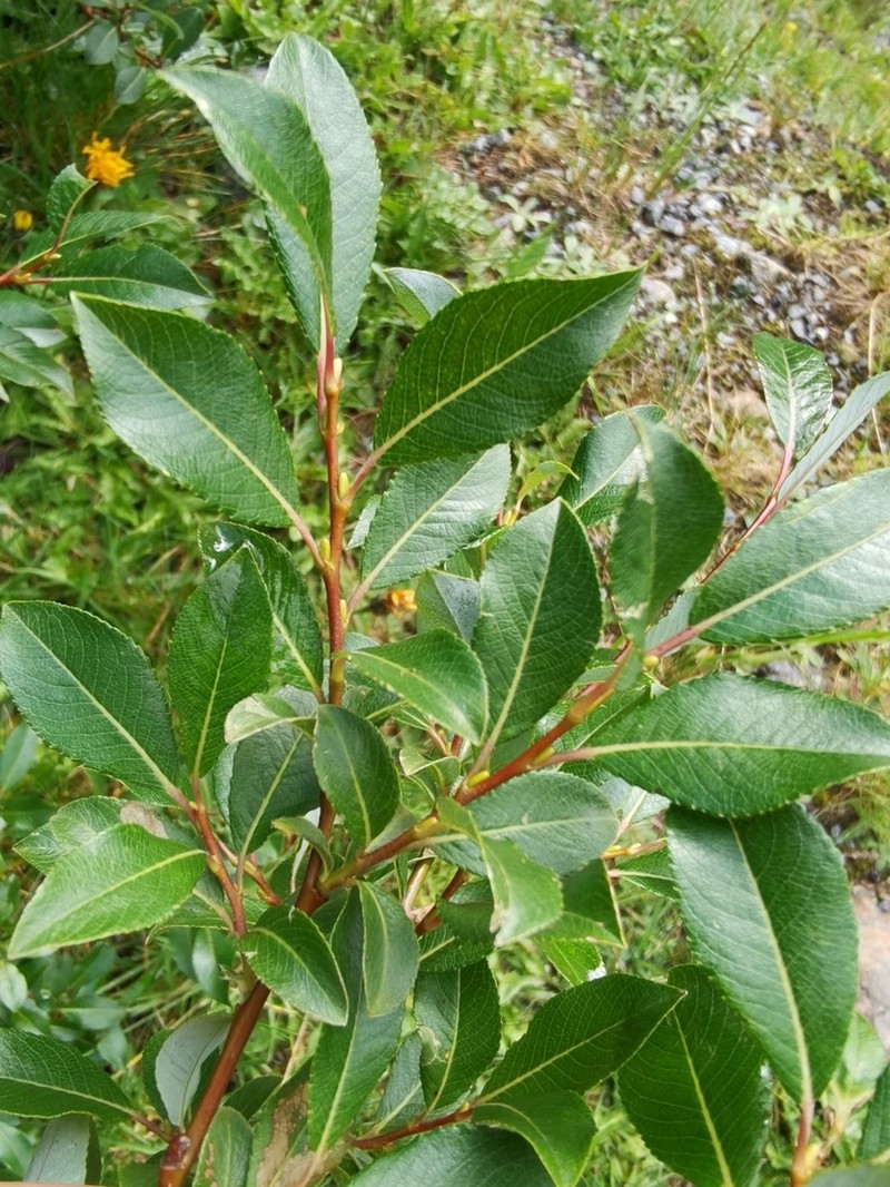 Salix hegetschweileri photo 7