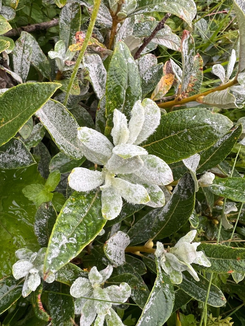 Salix helvetica photo 2