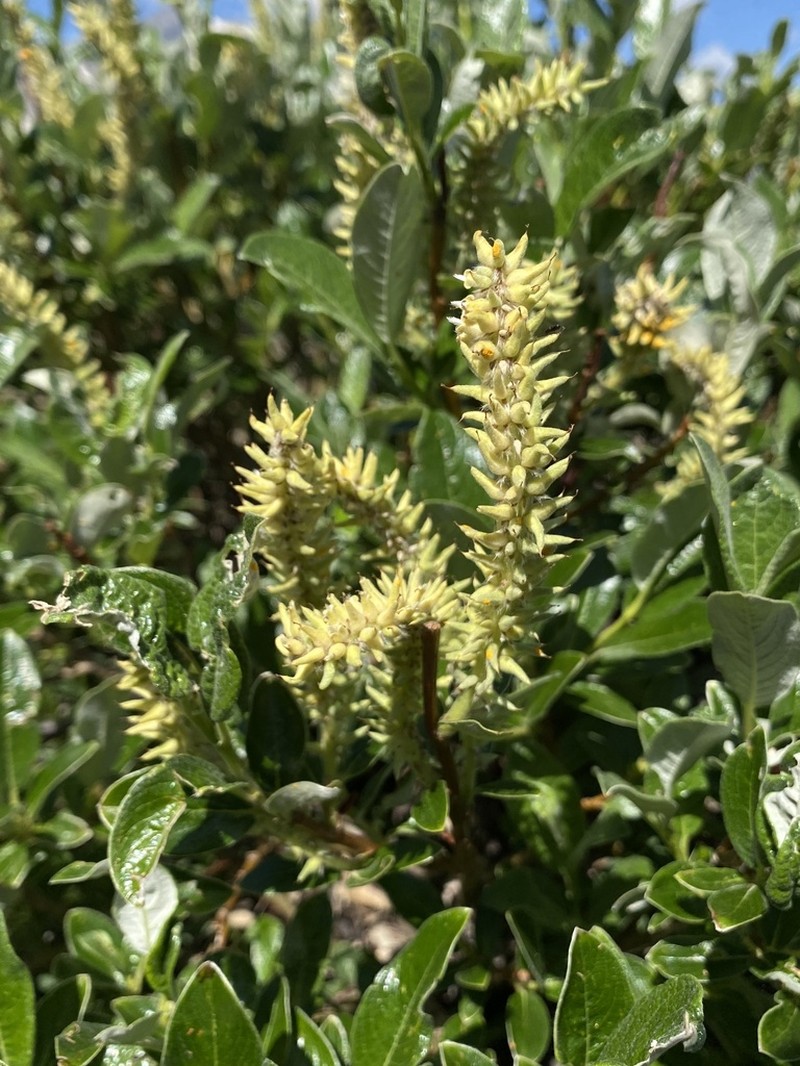 Salix helvetica photo 3