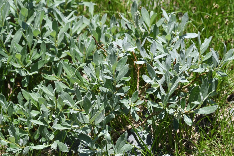 Salix helvetica photo 4