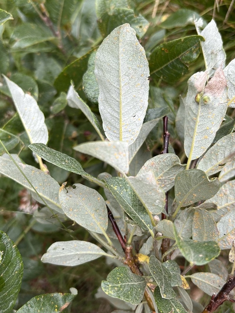 Salix helvetica photo 5