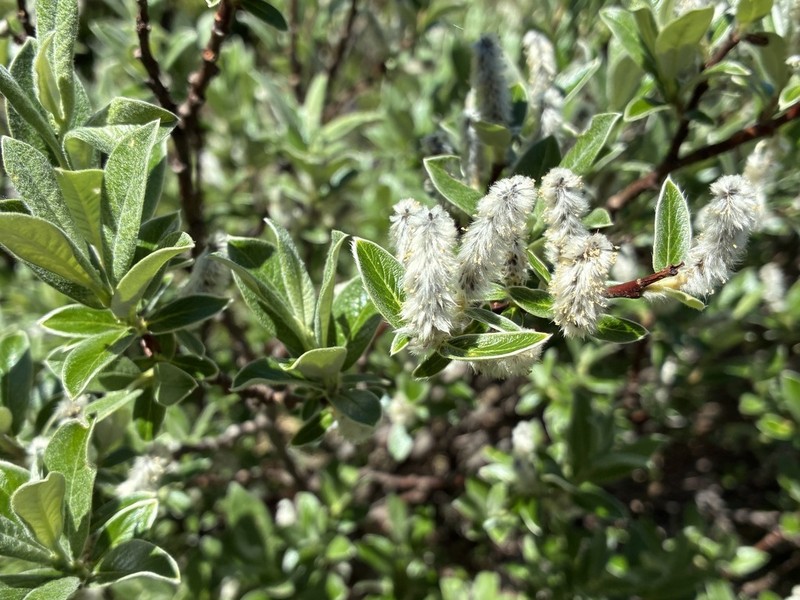 Salix helvetica photo 6