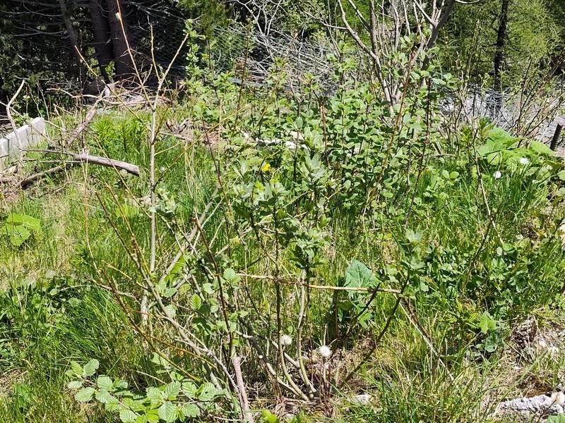 Salix helvetica photo 7