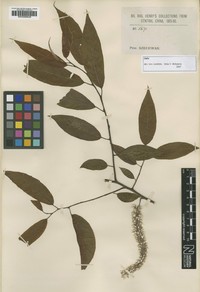 Salix heterochroma