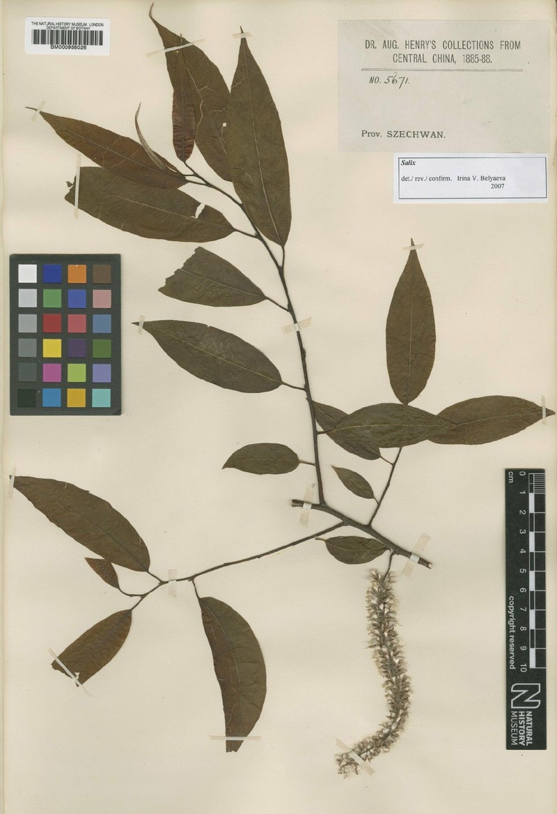Salix heterochroma