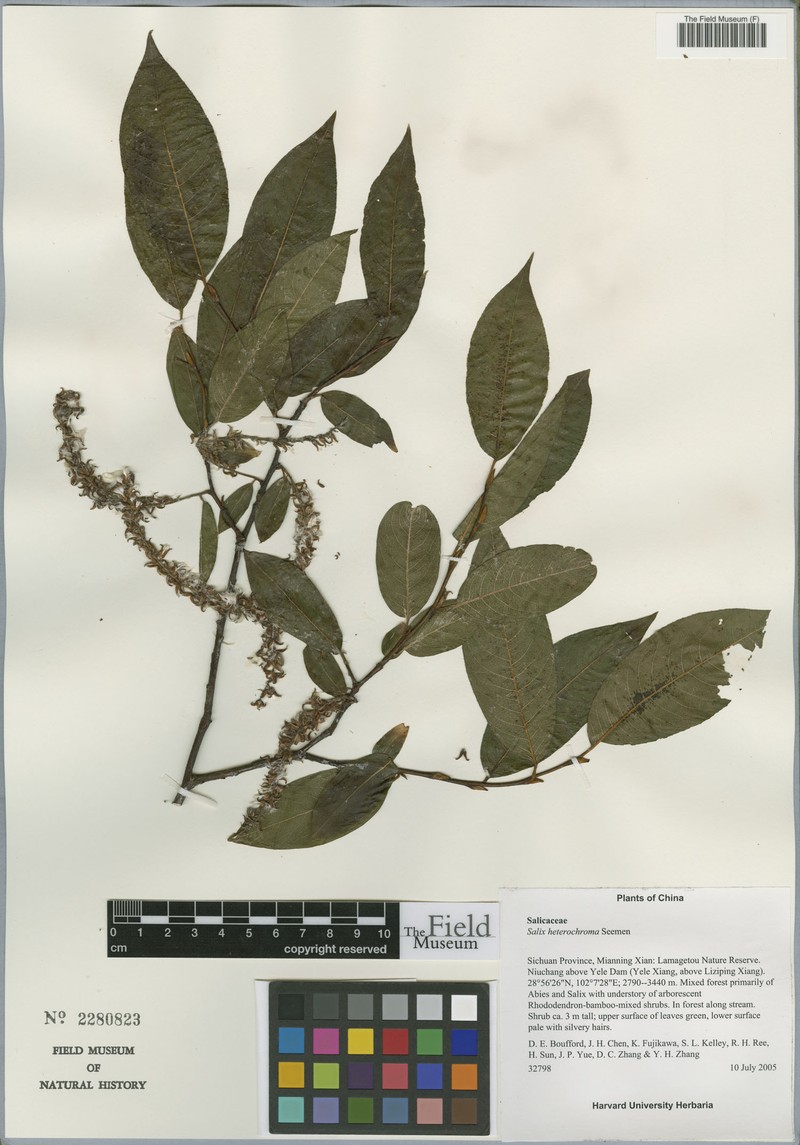 Salix heterochroma photo 2