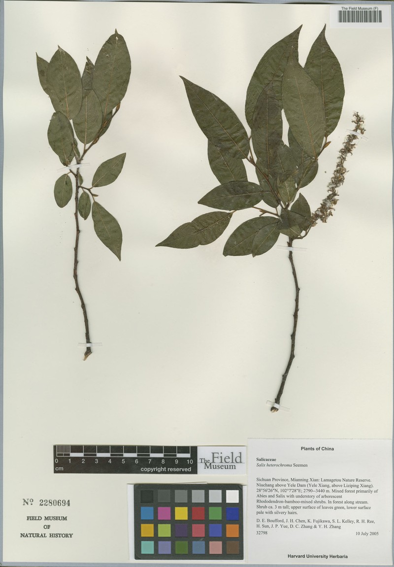 Salix heterochroma photo 3