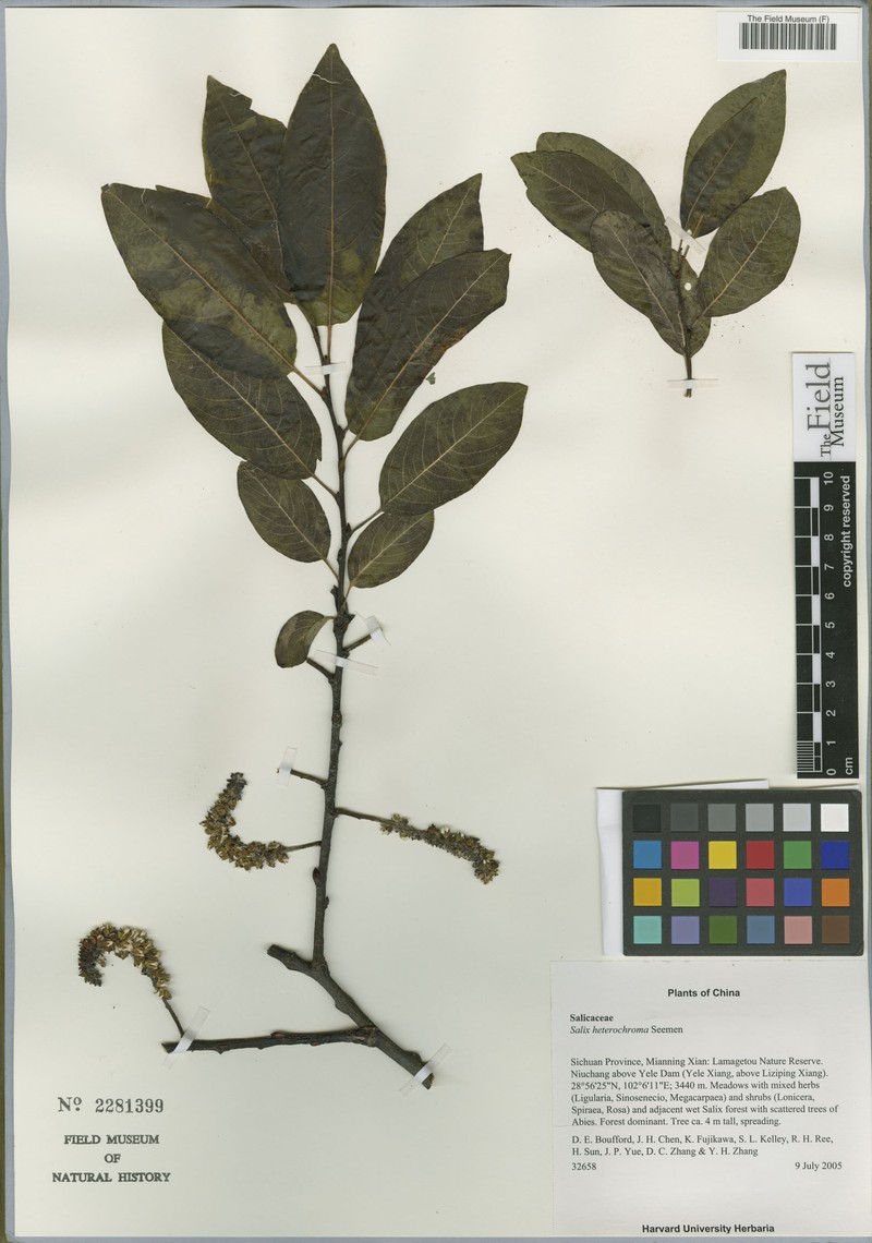 Salix heterochroma photo 4