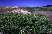 Dune Willow