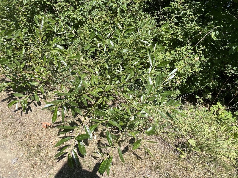 Dune Willow photo 4