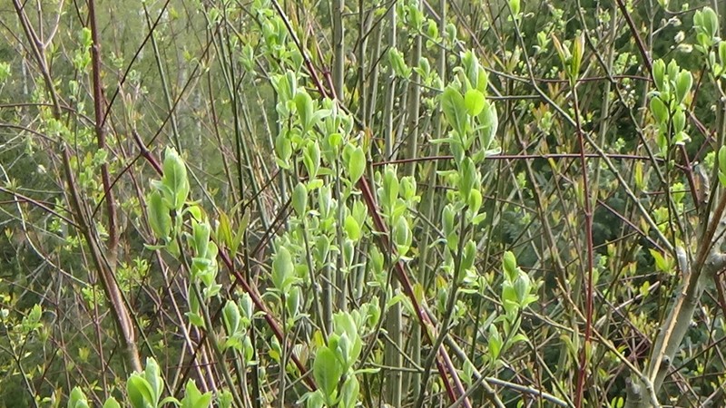Dune Willow photo 5