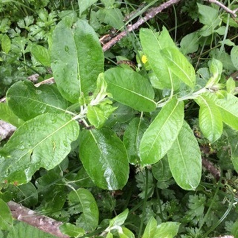 Dune Willow photo 6