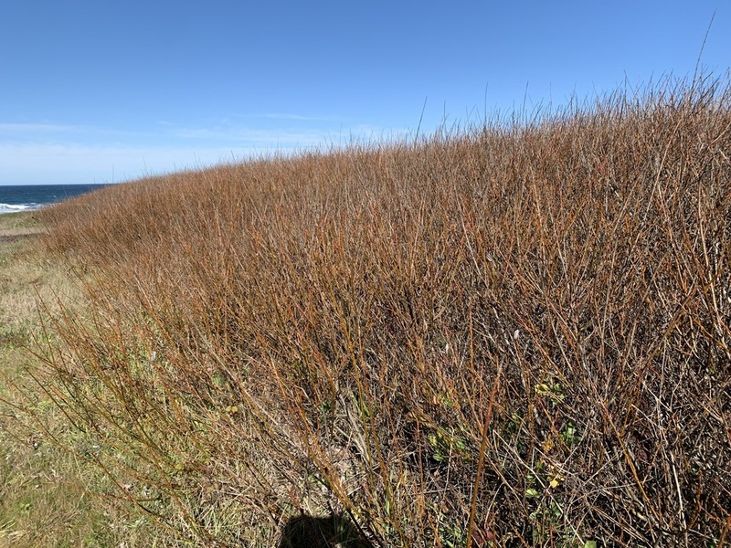 Dune Willow photo 7
