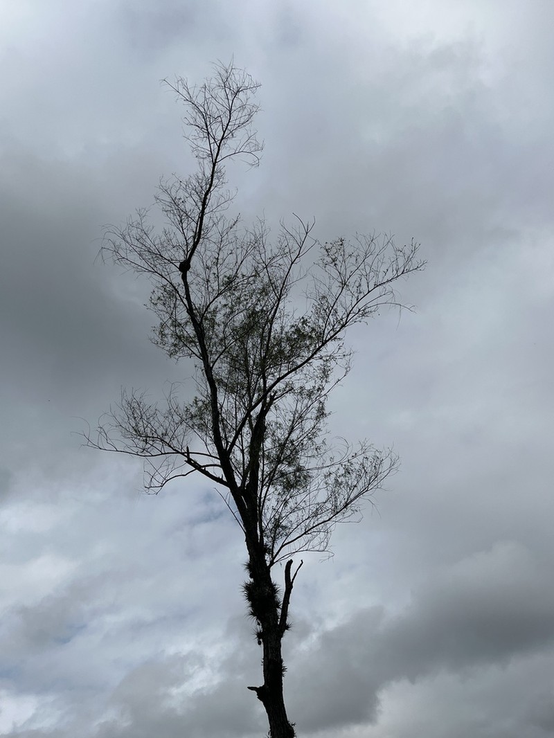 Humboldt's Willow photo 2