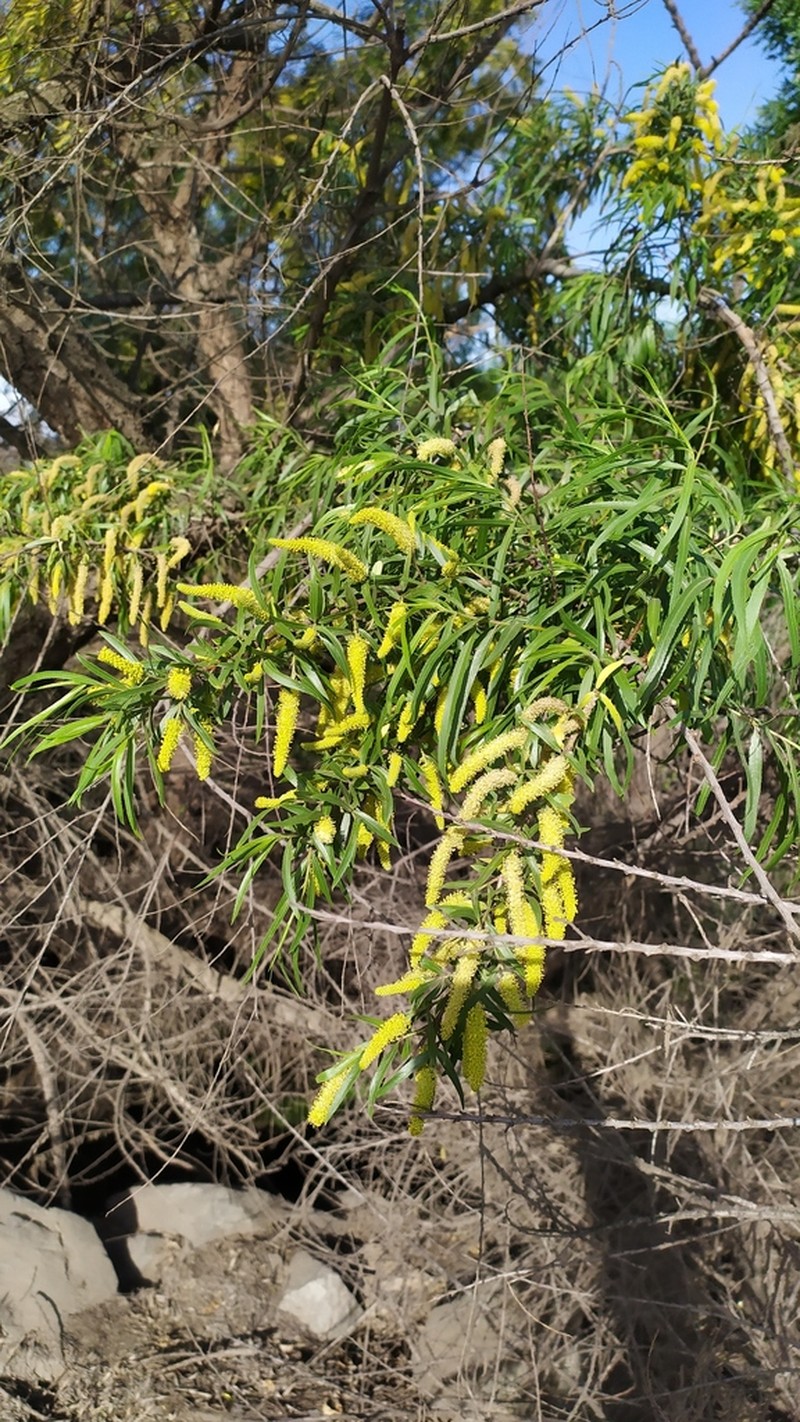 Humboldt's Willow photo 3