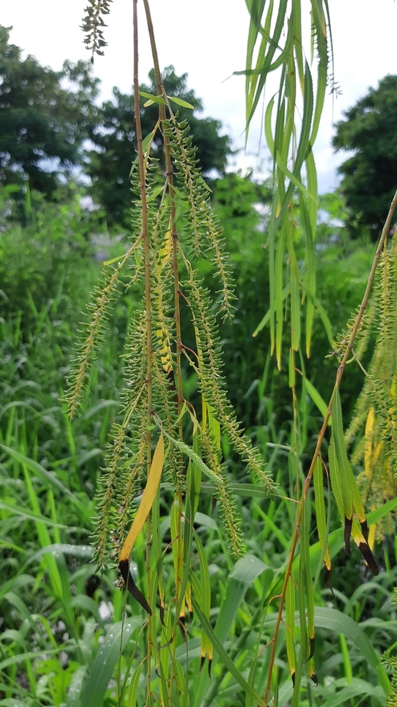 Humboldt's Willow photo 4
