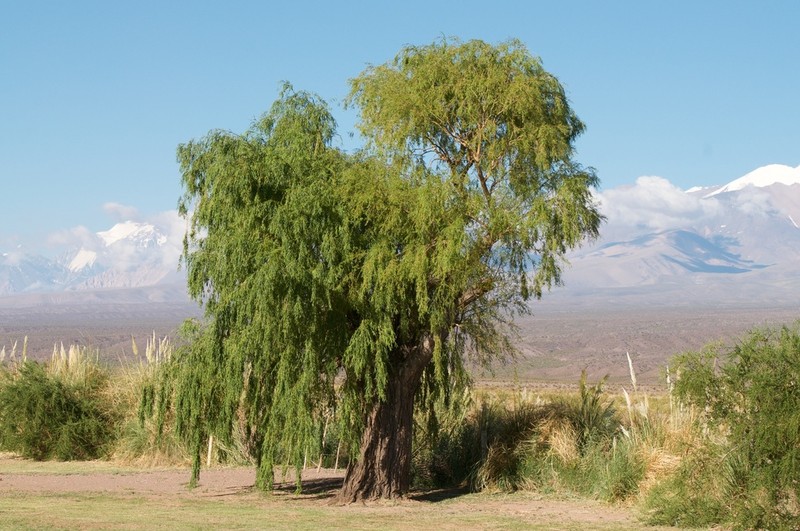 Humboldt's Willow photo 5