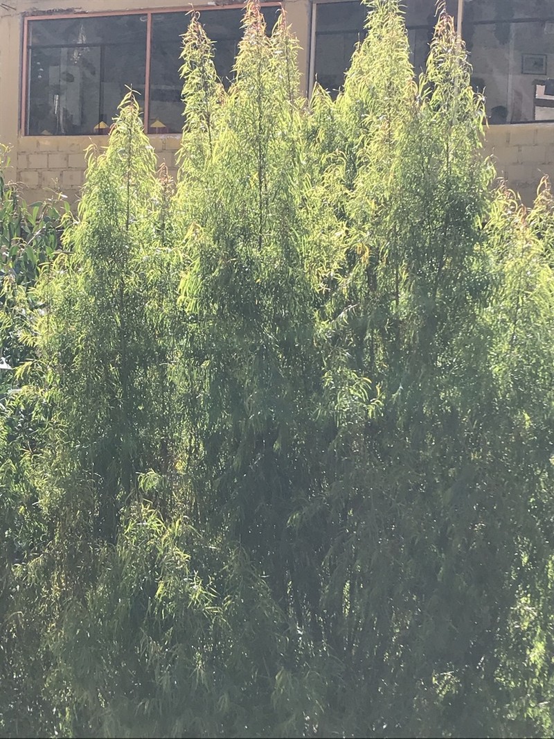 Humboldt's Willow photo 6