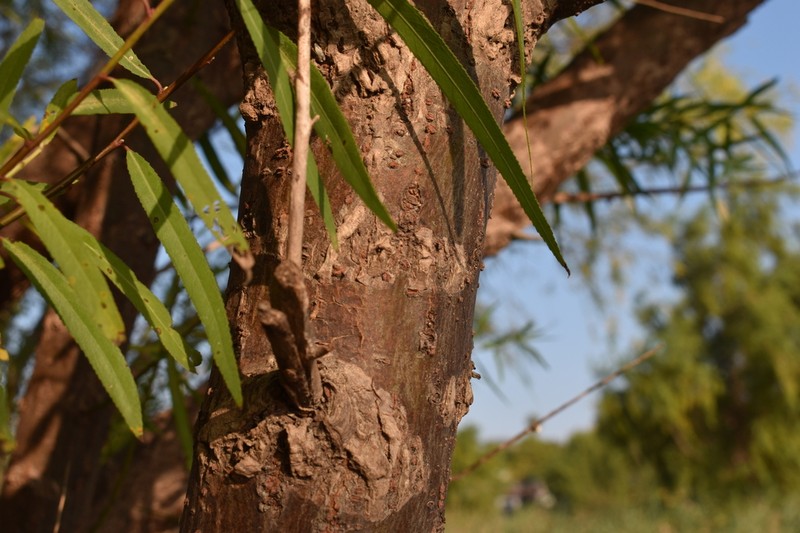 Humboldt's Willow photo 7