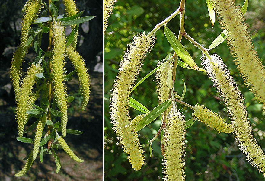 Humboldt's Willow