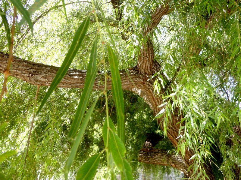 Humboldt's Willow photo 8