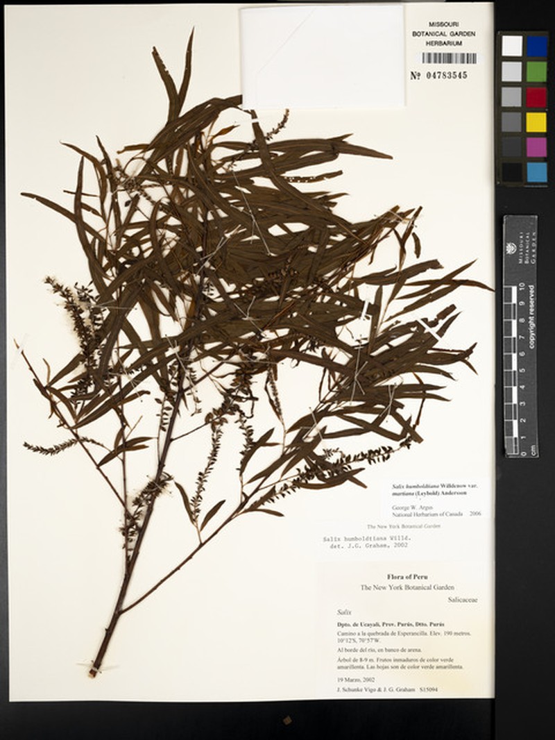 Salix humboldtiana var. martiana