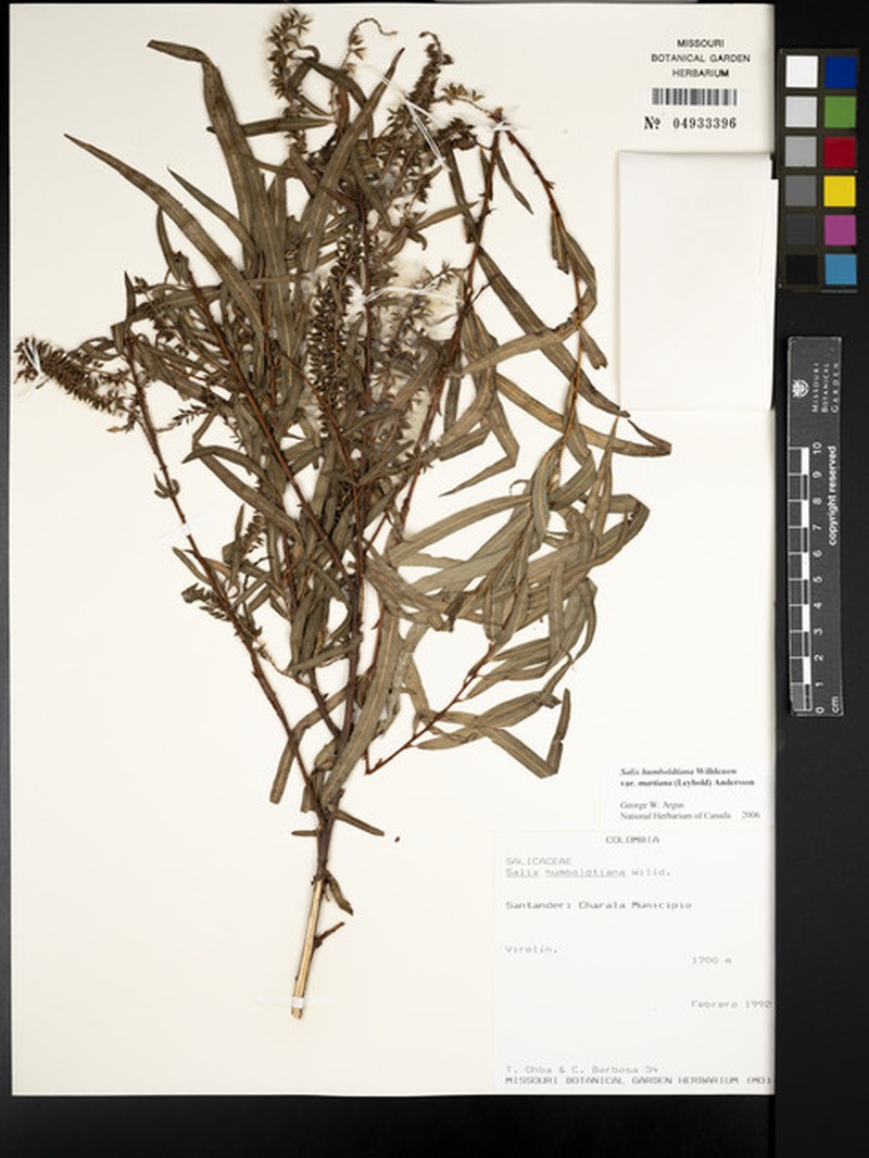 Salix humboldtiana var. martiana photo 2