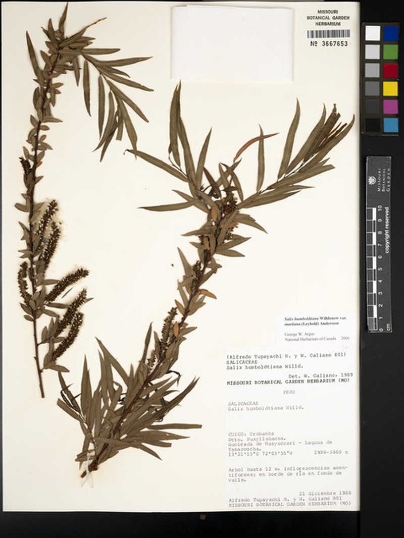 Salix humboldtiana var. martiana photo 3