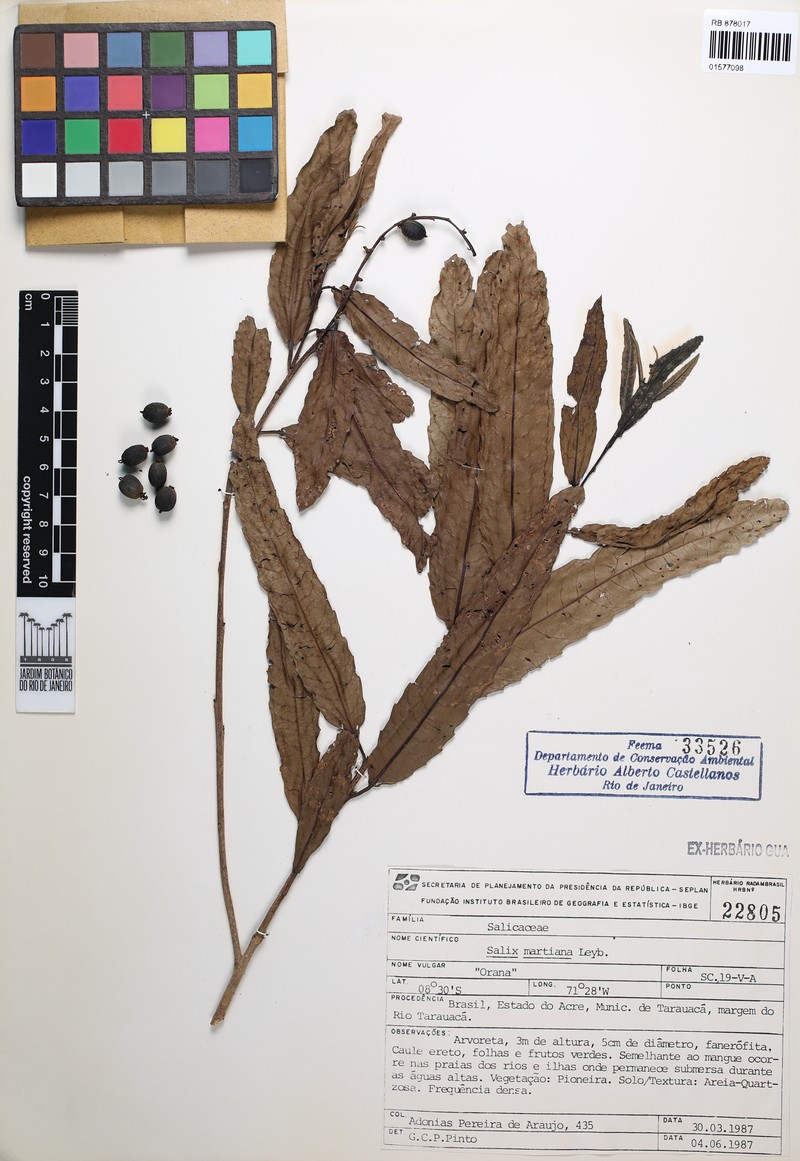 Salix humboldtiana var. martiana photo 4