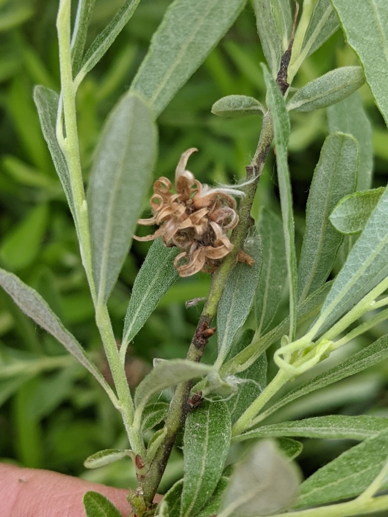 Prairie Willow photo 3