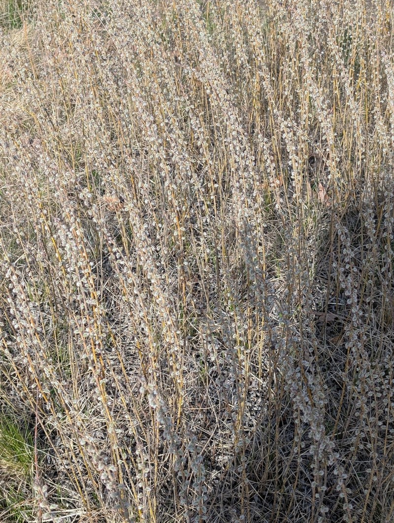 Prairie Willow photo 4