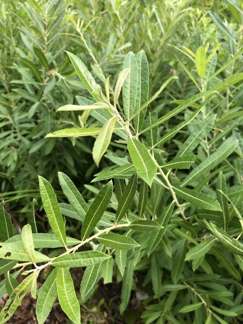 Prairie Willow photo 5