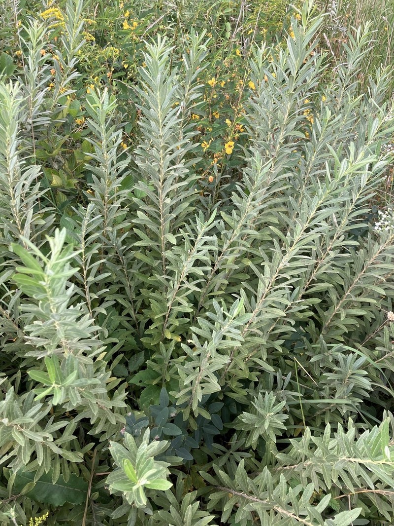 Prairie Willow photo 6