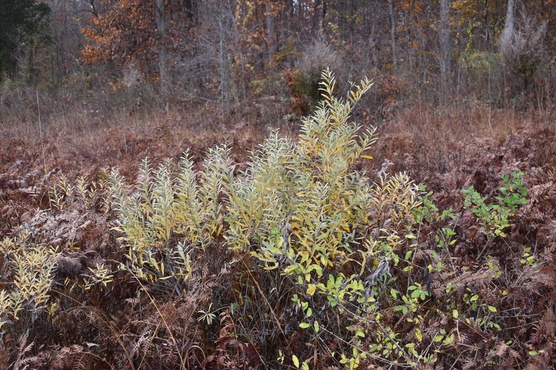 Prairie Willow photo 7