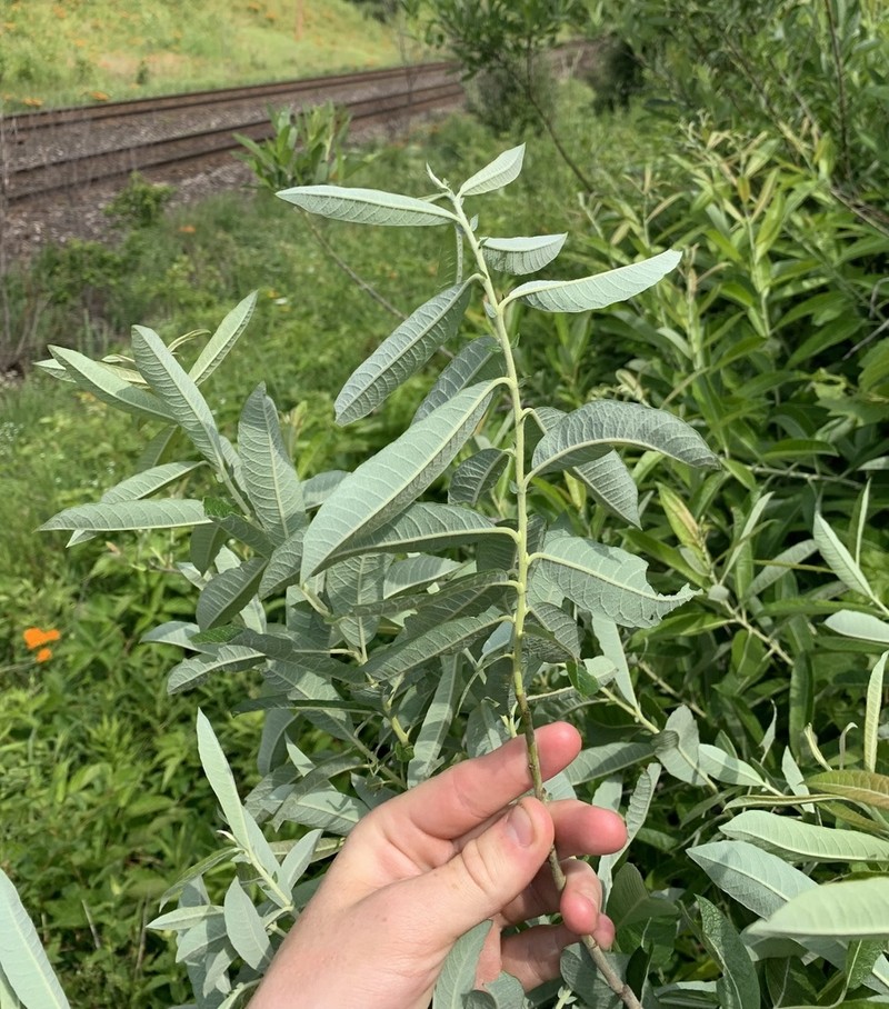 Prairie Willow photo 8