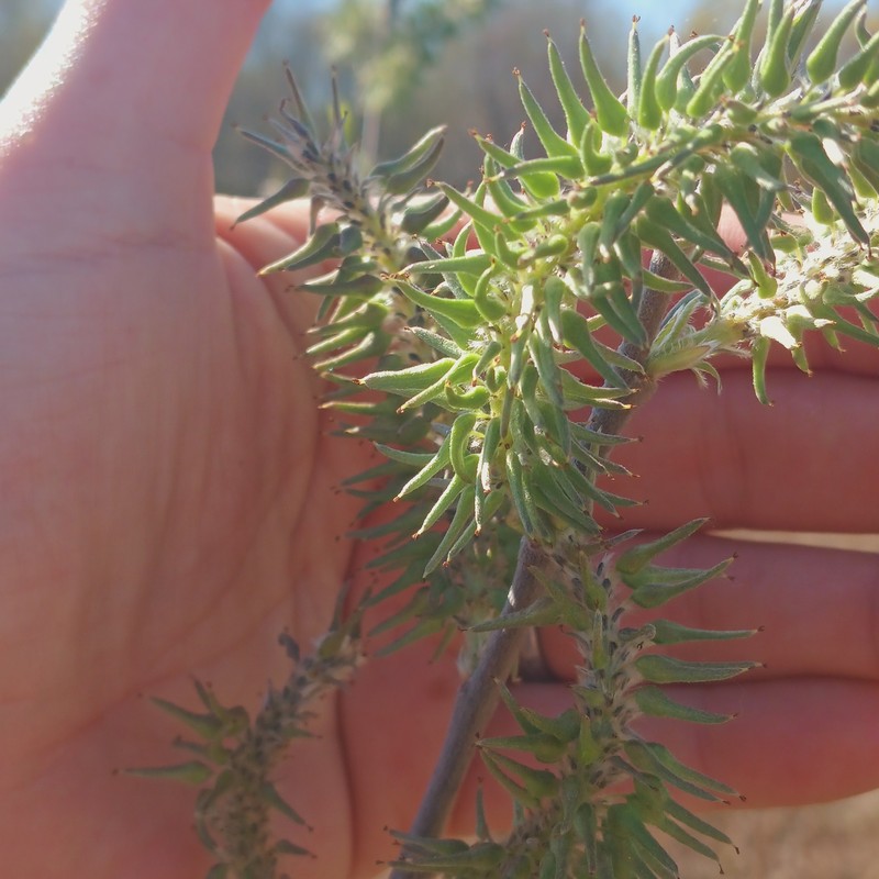 Salix humilis var. humilis