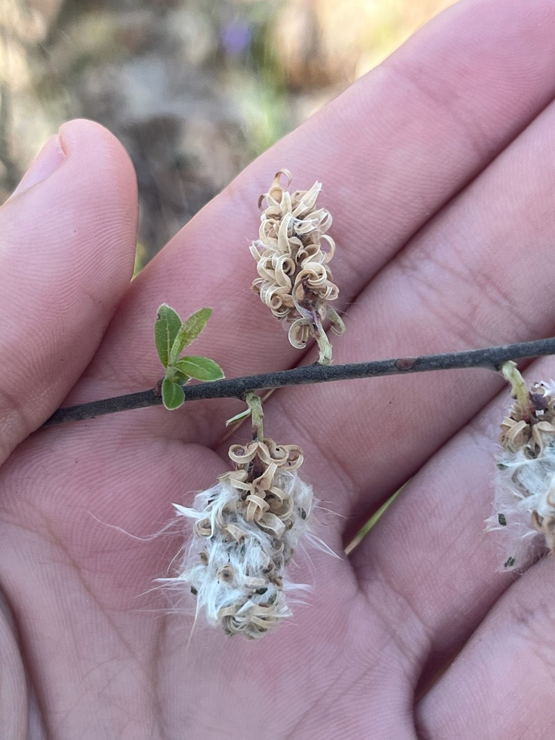 Salix humilis var. humilis photo 2