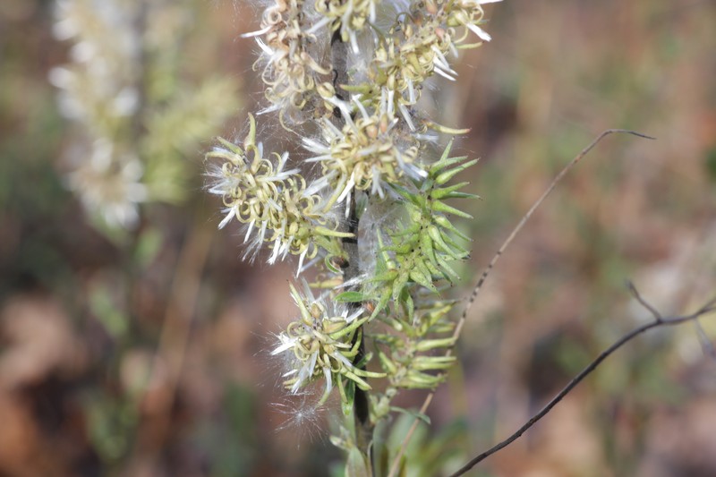 Salix humilis var. humilis photo 3