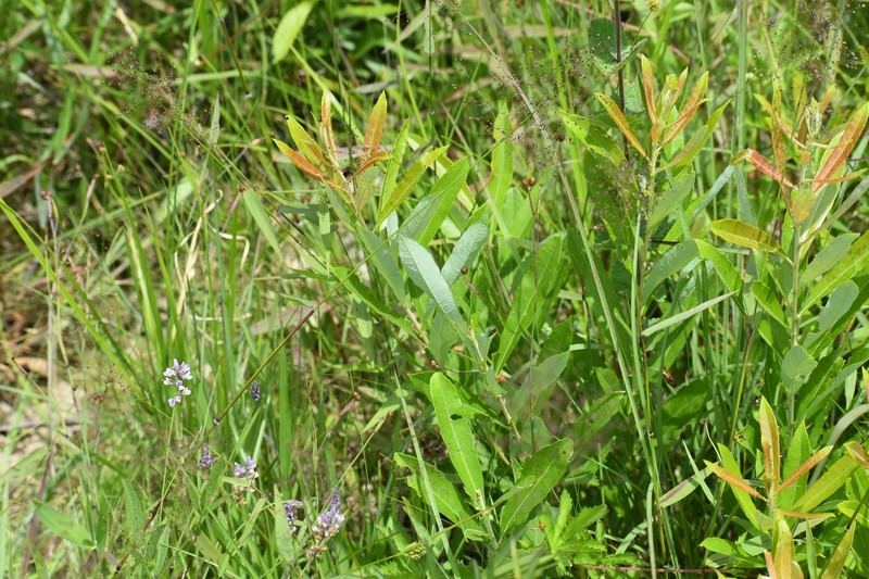 Salix humilis var. humilis photo 4