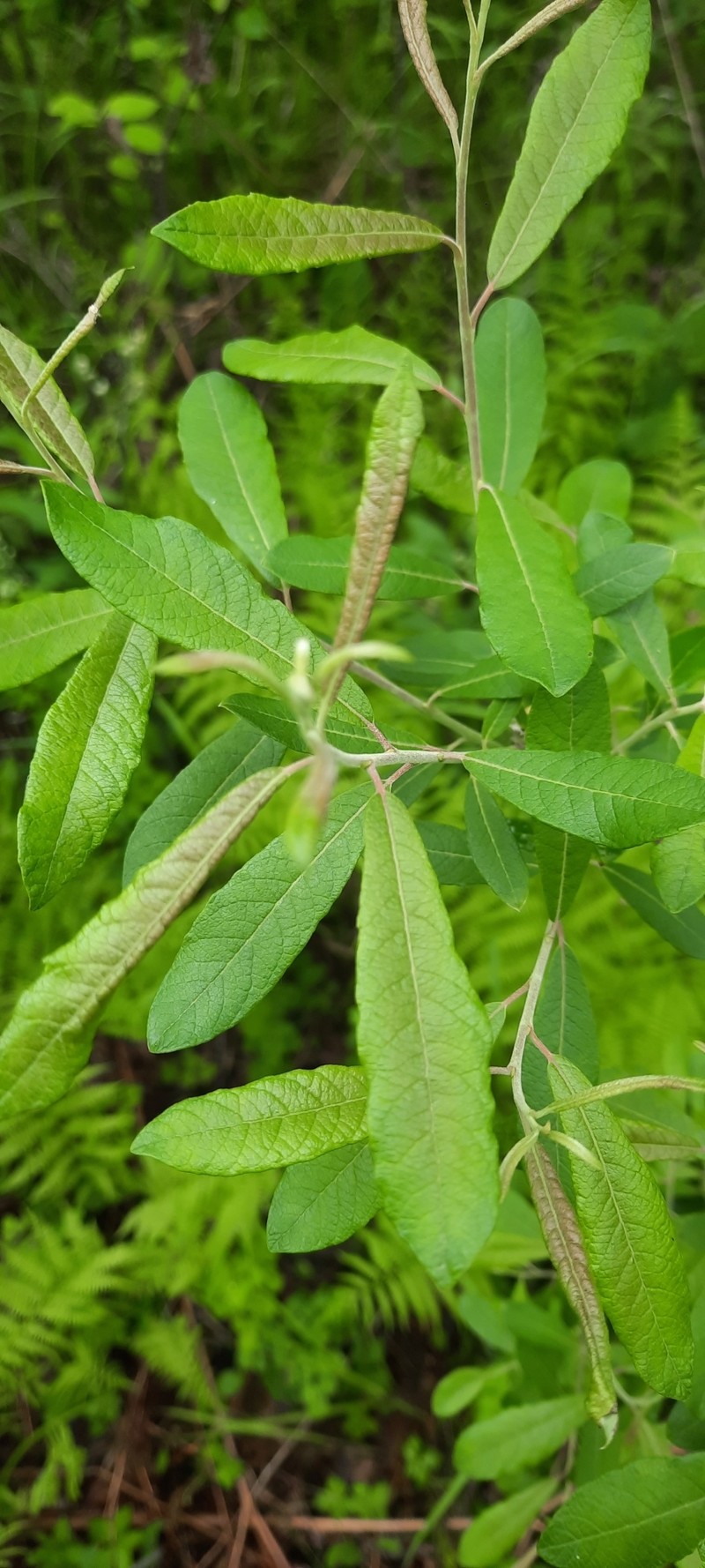 Salix humilis var. humilis photo 5