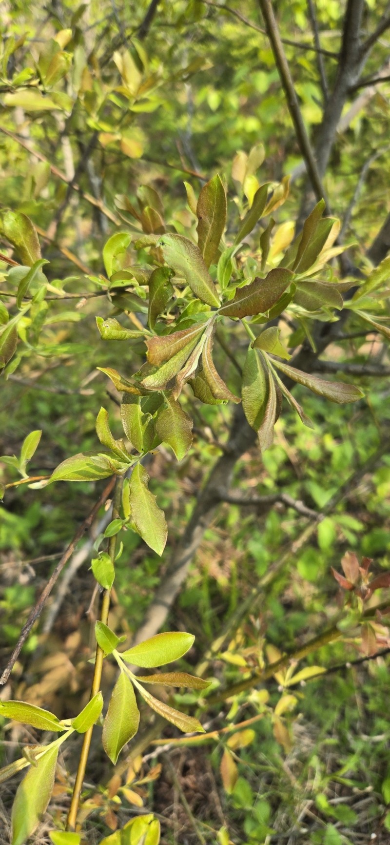 Salix humilis var. humilis photo 6